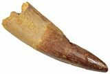 Fossil Spinosaurus Tooth - Real Dinosaur Tooth #357473-1